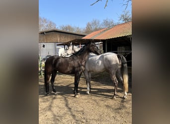 Arabo Shagya, Giumenta, 5 Anni, 157 cm, Morello