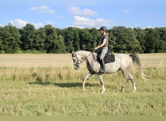 Arabo Shagya, Giumenta, 5 Anni, 160 cm, Grigio