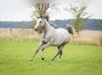 Arabo Shagya, Giumenta, 5 Anni, 160 cm, Grigio