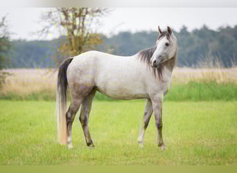 Arabo Shagya, Giumenta, 5 Anni, 160 cm, Grigio