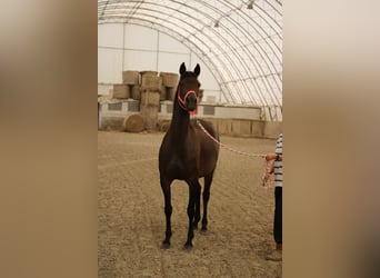 Arabo Shagya, Giumenta, 7 Anni, 154 cm, Baio scuro