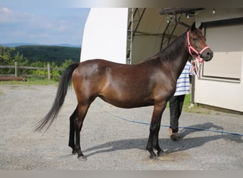 Arabo Shagya, Giumenta, 7 Anni, 154 cm, Baio scuro