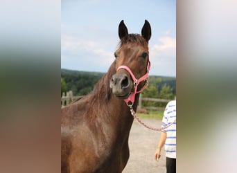 Arabo Shagya, Giumenta, 7 Anni, 154 cm, Baio scuro