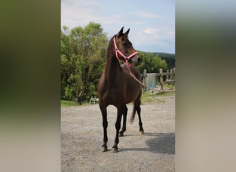 Arabo Shagya, Giumenta, 7 Anni, 154 cm, Baio scuro