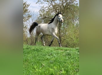 Arabo Shagya, Giumenta, 7 Anni, 156 cm, Grigio