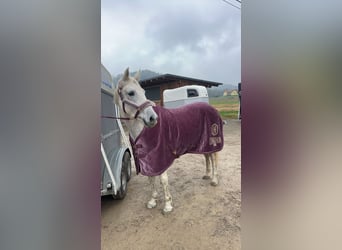 Arabo Shagya Mix, Giumenta, 7 Anni, 160 cm, Grigio trotinato