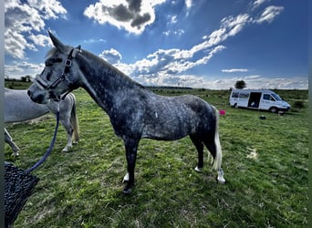 Arabo Shagya Mix, Giumenta, 8 Anni, 152 cm, Grigio