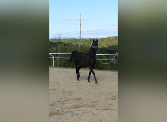 Arabo Shagya, Giumenta, 9 Anni, 154 cm, Baio scuro
