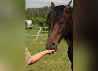 Arabo Shagya, Stallone, 11 Anni, 158 cm, Baio