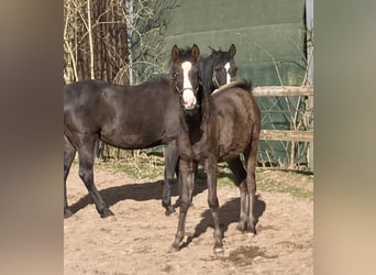 Arabo Shagya, Stallone, 1 Anno, 152 cm, Morello