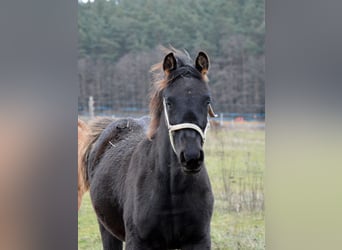 Arabo Shagya, Stallone, 1 Anno, 155 cm, Morello