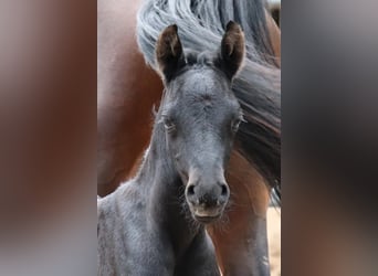 Arabo Shagya Mix, Stallone, 2 Anni, 154 cm, Può diventare grigio