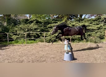 Arabo Shagya, Stallone, 2 Anni, 160 cm, Grigio