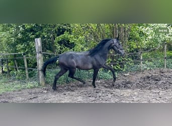 Arabo Shagya, Stallone, 2 Anni, 160 cm, Grigio