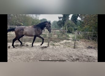 Arabo Shagya, Stallone, 2 Anni, 160 cm, Grigio