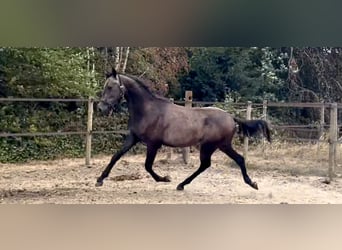 Arabo Shagya, Stallone, 2 Anni, 160 cm, Grigio