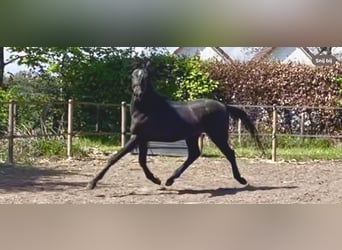 Arabo Shagya, Stallone, 2 Anni, 160 cm, Grigio