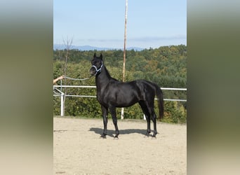 Arabo Shagya, Stallone, 2 Anni, 160 cm, Grigio