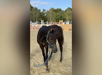 Arabo Shagya, Stallone, 2 Anni, 160 cm, Sauro scuro
