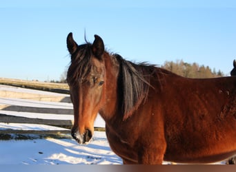 Arabo Shagya, Stallone, 2 Anni, Baio