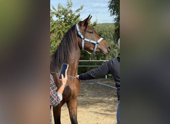 Arabo Shagya, Stallone, 3 Anni, 160 cm, Baio