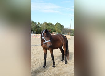 Arabo Shagya, Stallone, 3 Anni, 160 cm, Baio