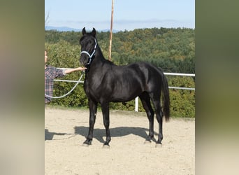 Arabo Shagya, Stallone, 3 Anni, 160 cm, Grigio