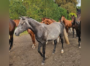 Arabo Shagya, Stallone, 3 Anni, 163 cm, Grigio
