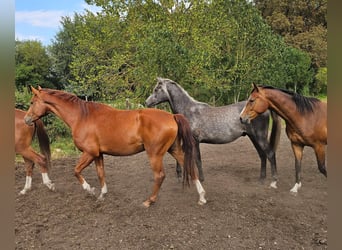 Arabo Shagya, Stallone, 3 Anni, 163 cm, Grigio