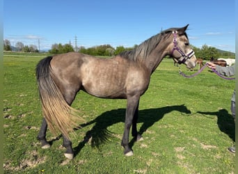Arabo Shagya, Stallone, 4 Anni, 155 cm, Grigio