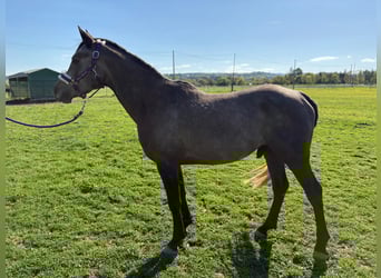 Arabo Shagya, Stallone, 4 Anni, 155 cm, Grigio