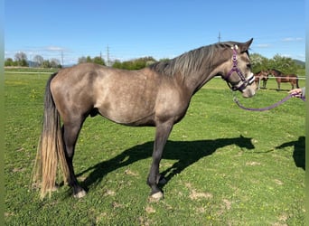 Arabo Shagya, Stallone, 4 Anni, 155 cm, Grigio