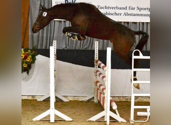 Arabo Shagya, Stallone, 16 Anni, 161 cm, Baio