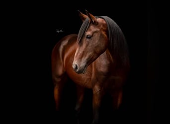 Arabo Shagya, Stallone, 16 Anni, 161 cm, Baio