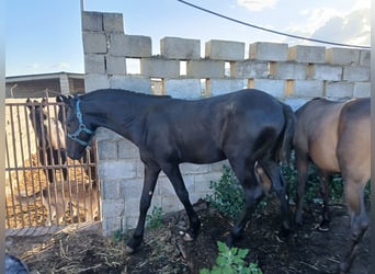 Arabofriese, Hengst, 2 Jahre, 170 cm, Rappe