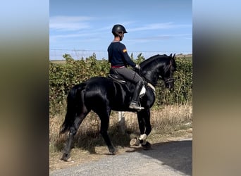 Arabofriese Mix, Hengst, 6 Jahre, 156 cm, Rappe