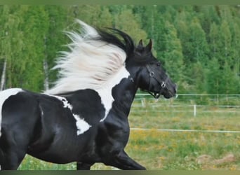 Arabofriese, Hengst, 9 Jahre, 158 cm, Schecke