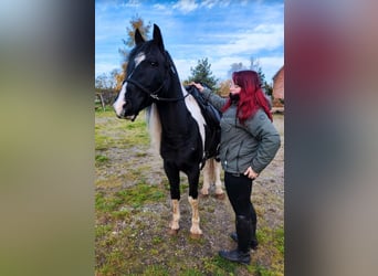 Arabofriese, Hengst, 9 Jahre, 158 cm, Schecke