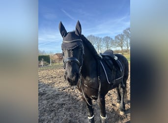 Arabofriese, Stute, 10 Jahre, 168 cm, Rappe