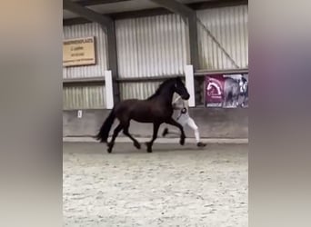 Arabofriese, Stute, 2 Jahre, 163 cm, Schwarzbrauner