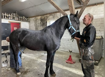 Arabofriese, Stute, 3 Jahre, 155 cm, Rappe