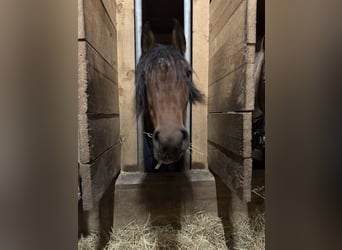 Arabofriese Mix, Stute, 4 Jahre, 155 cm, Brauner