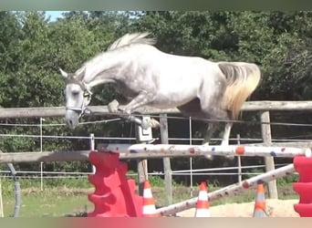 Arabofriese, Stute, 4 Jahre, 156 cm, Schimmel