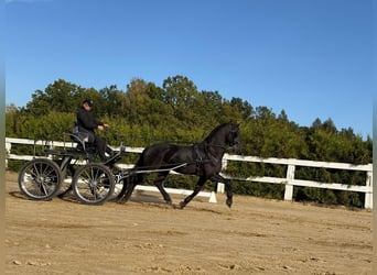 Arabofriese, Wallach, 13 Jahre, 162 cm, Rappe