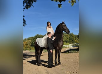 Arabofriese, Wallach, 13 Jahre, 162 cm, Rappe