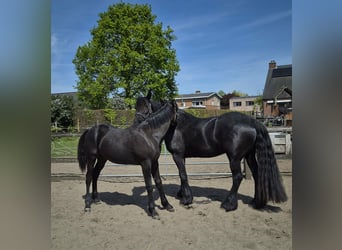 Arabofriese, Wallach, 1 Jahr, Rappe