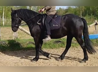 Arabofriese, Wallach, 5 Jahre, 158 cm, Rappe