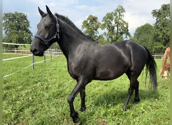 Arabofriese Mix, Wallach, 6 Jahre, 150 cm, Rappe