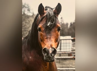 Arabian horses, Stallion, 15 years, 15 hh, Brown