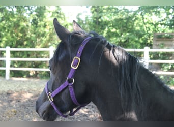 Arasier, Étalon, 3 Ans, 145 cm, Noir